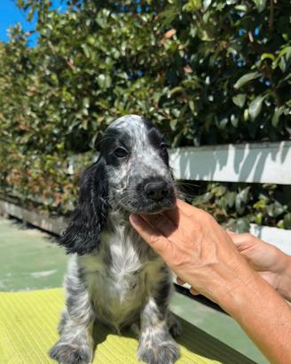 Cocker spaniel inglese