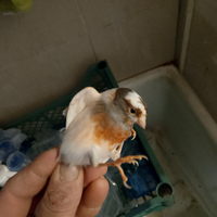 Uccelli, Canarini portoghesi