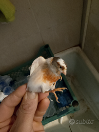 Uccelli, Canarini portoghesi