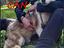 Immagine 1