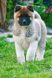 AKITA Americano cucciola