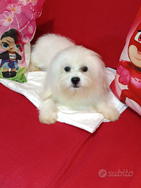 Cucciolone Maltese Maschio Vaccinato