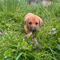 Cucciola mix pastore tedesco