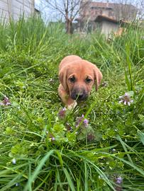 Cucciola mix pastore tedesco