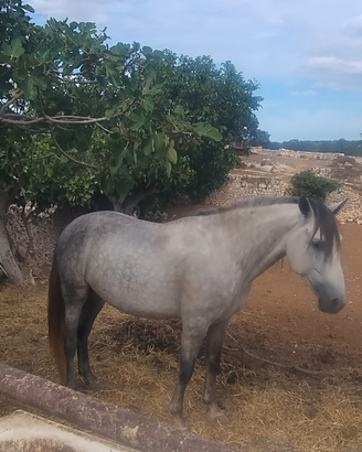 Cavallo argento