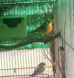 Usignoli del Giappone