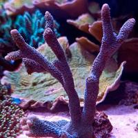 Corallo acquario marino