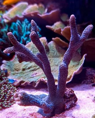 Corallo acquario marino
