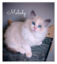 Dolcissimi Ragdoll con pedigree