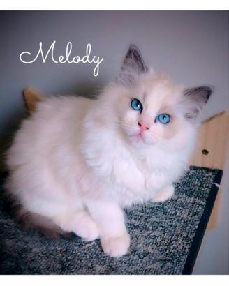 Dolcissimi Ragdoll con pedigree