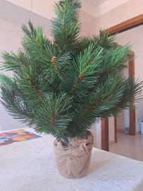 Albero di Natale piccolo