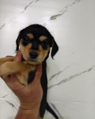 Pincher chihuahua