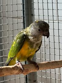 Pappagallo del Senegal