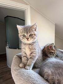 Femmine scottish fold straight e tabby - Animali In vendita a Milano