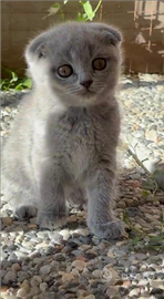 Scottish straight e fold