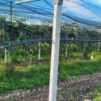 Treversine tubolari ex Kiwi