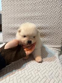 Spitz di pomerania mini toy prenotabili