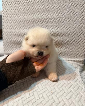 Spitz di pomerania mini toy prenotabili