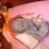 Chihuahua MiniMini pelo lungo