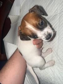 Jack russel terrier zampa corta