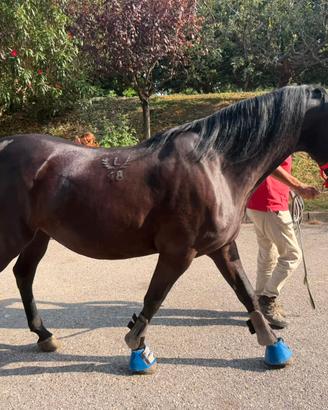 Cavallo lipizzano sella e attacchi super