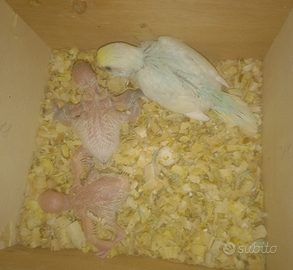 Pulli di pappagalli cocoriti