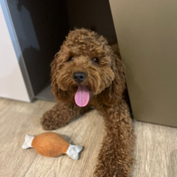 Barboncino nano per monta