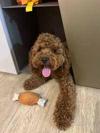 Barboncino nano per monta