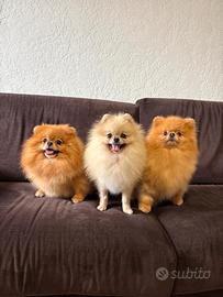 Volpino pomerania TOY stupendi PEDIGREE