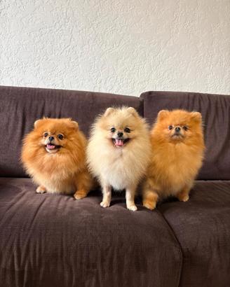 Volpino pomerania TOY stupendi PEDIGREE