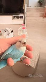 Ultimo inseparabile allevato a mano