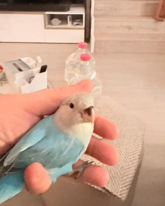 Ultimo inseparabile allevato a mano
