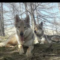 Cuccioli di cane lupo cecoslovacco