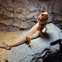 Pogona - Drago barbuto