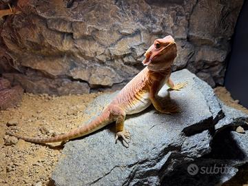 Pogona - Drago barbuto