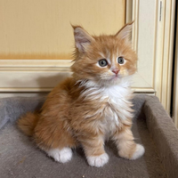 Cuccioli di Maine Coon con Pedigree