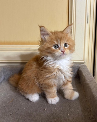 Cuccioli di Maine Coon con Pedigree