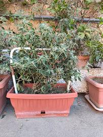 Pianta di peperoncino