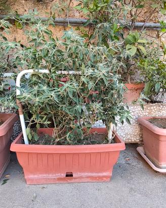 Pianta di peperoncino