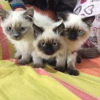 Gatti Ragdoll a Cosenza(cs)