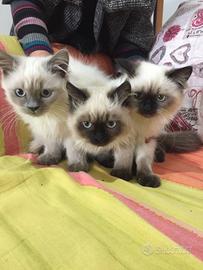 Gatti Ragdoll a Cosenza(cs)
