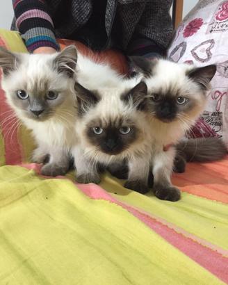 Gatti Ragdoll a Cosenza(cs)