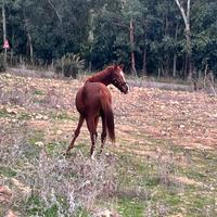 Puledro intero, nato a maggio 2023