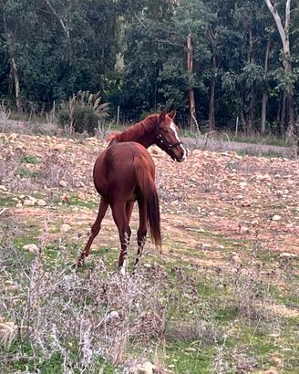 Puledro intero, nato a maggio 2023
