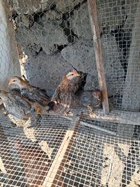 Galline e galletti nani