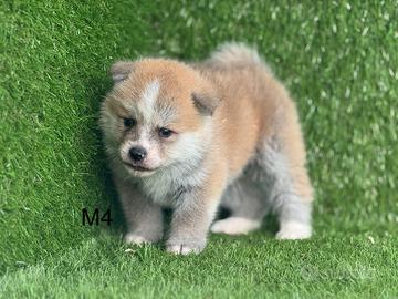 Akita Inu con pedigree enci
