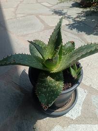 Aloe piantine