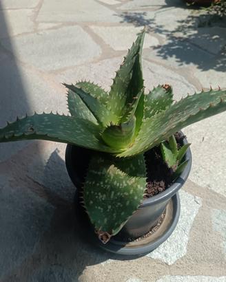 Aloe piantine