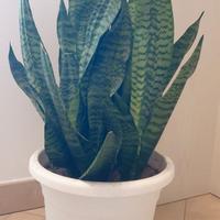 Pianta succulenta - Sanseveria nana