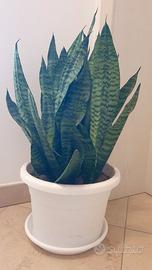 Pianta succulenta - Sanseveria nana